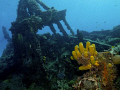   Good growth this wreck  